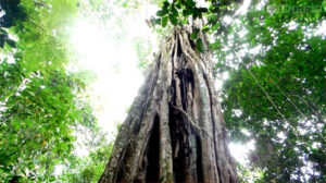 NUKINI FLORESTA RAPÉ