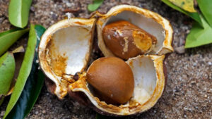 ANDIROBA OIL
