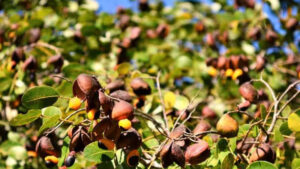 Copaiba