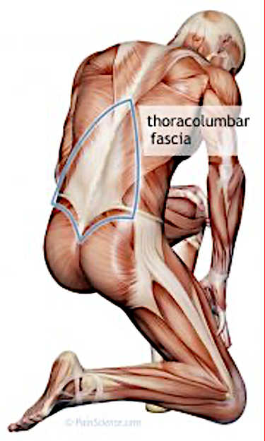 fascinating fascia
