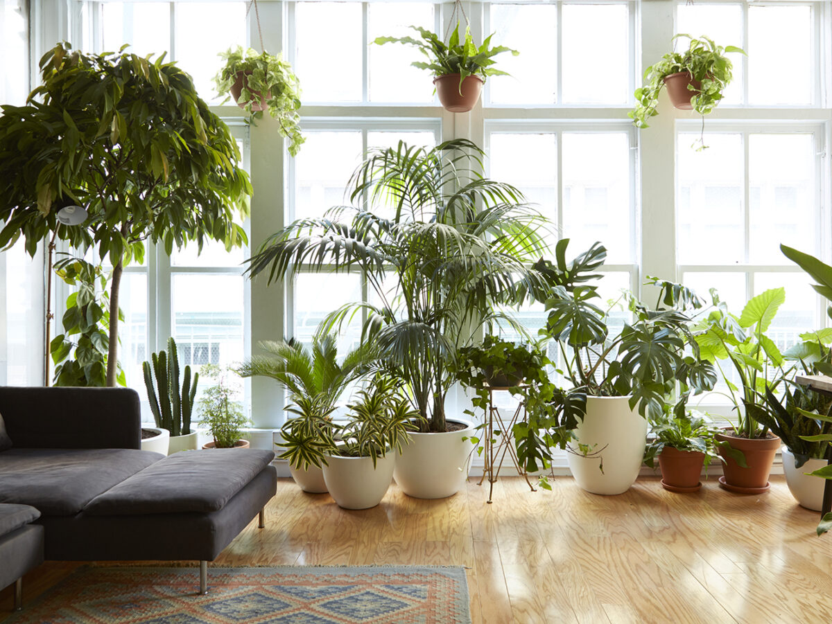 Environmental Wellness