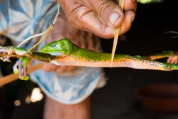 Harvesting Kambo Frog Secretion